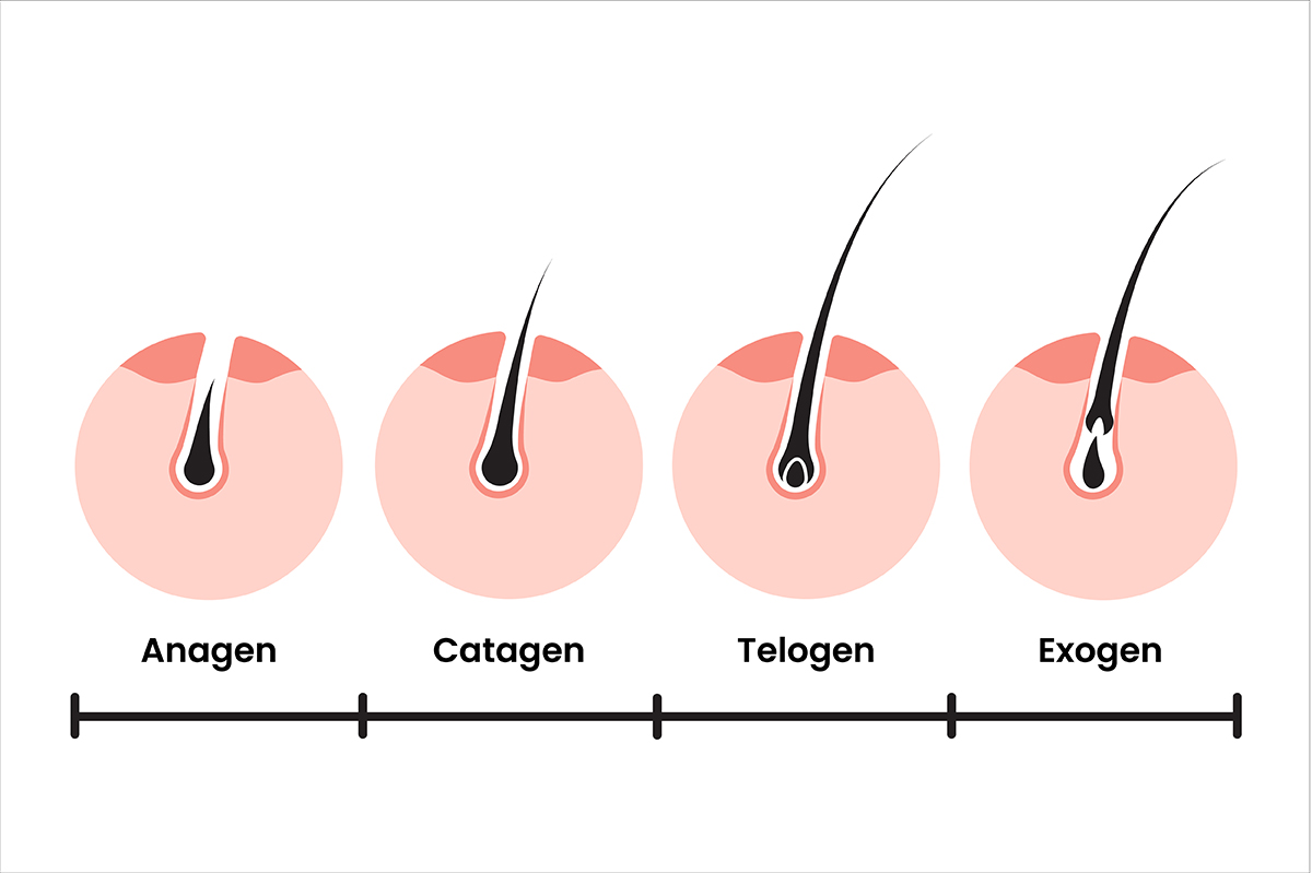 Graphic of the hair growth stages.